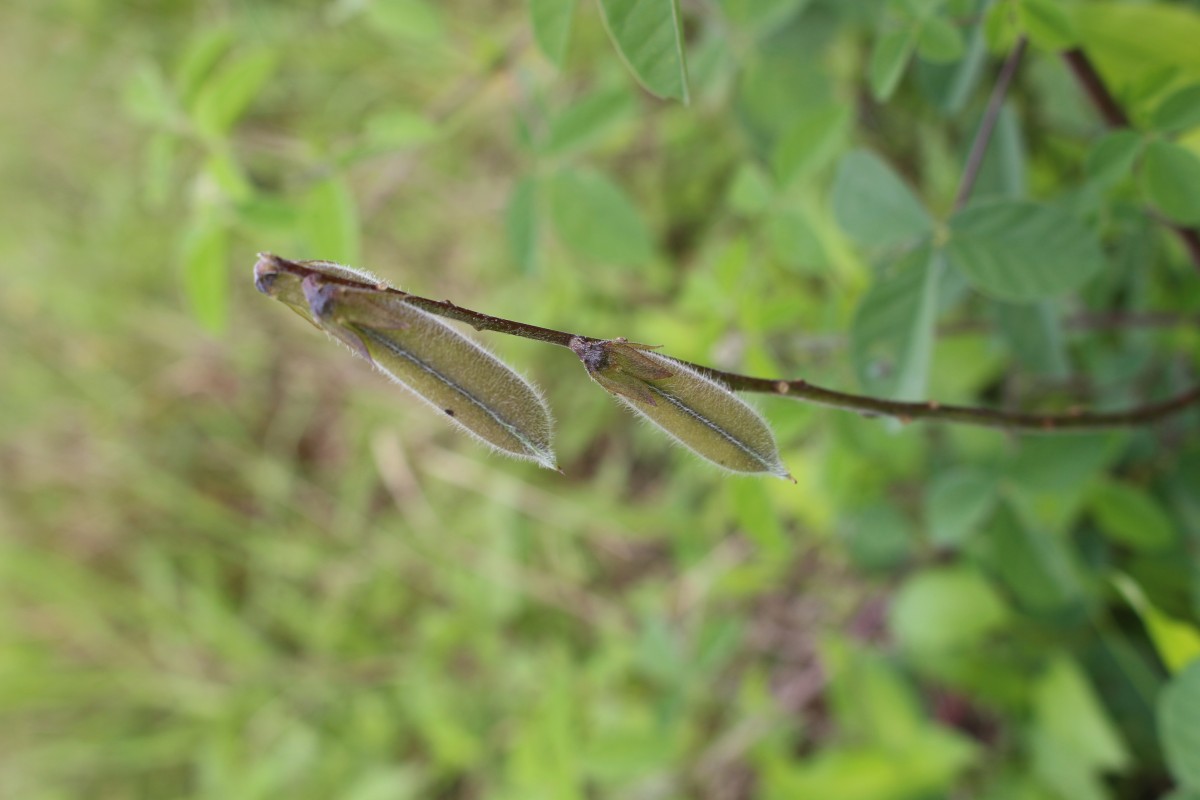 Crotalaria incana L.